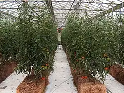 Raumkultur – Tomatenkultur.