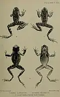 Hylarana latouchii illustriert von Joseph Smit (1836–1929) als Teil der Erstbeschreibung (Figur 1)