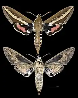 Hyles euphorbiarum