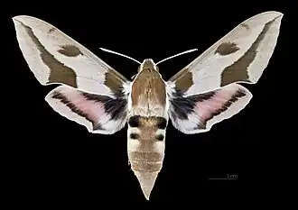 Hyles nicaea castissima ♀