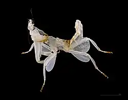 Orchideenmantis