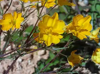 Niederliegende Lappenblume (Hypecoum procumbens)