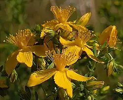 Echtes Johanniskraut (Hypericum perforatum)