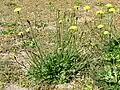 Gewöhnliches Ferkelkraut (Hypochaeris radicata)