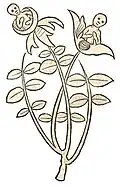 Buch I, Kapitel 307. Narcissus