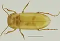 Iberoporus pluto