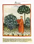 Abdul ibn Butlan ......... 14. Jahrhundert[63]