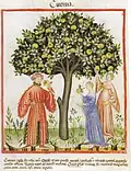 Tacuinum sanitatis (Ibn Butlan) 14. Jh.[51]