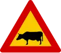 A11.36 Rinder
