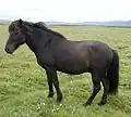 Islandpferd
