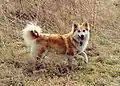 Islandhund