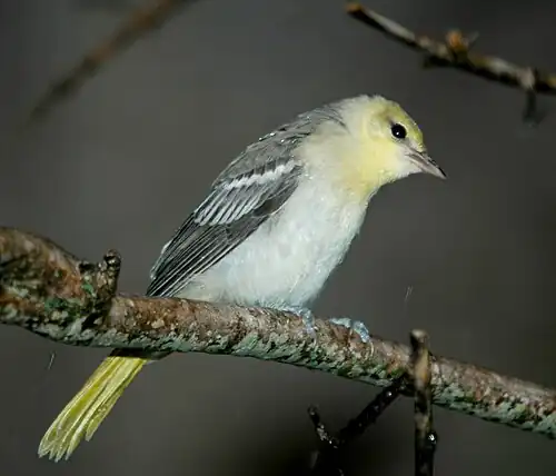 Weibchen