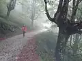 Bei Regen