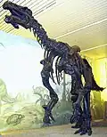 Abguss eines Skeletts