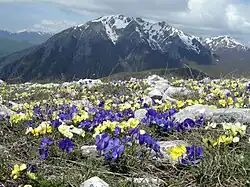 Monte Marsicano (2245&nbsp;m)
