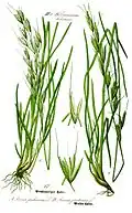Helictotrichon pubescens