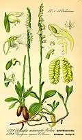 Spiranthes spiralis (links) Illustration in: Otto Wilhelm Thomé: Flora von Deutschland, Österreich und der Schweiz, Gera (1885)