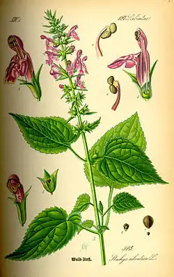 Illustration von Otto Wilhelm Thomé