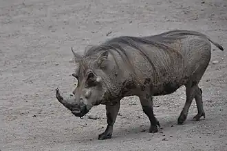 Warzenschwein