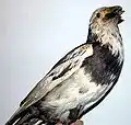 Präparat eines Weißbunten Raben, geschossen auf den Färöern am 24.&nbsp;September 1869. Zoologisches Museum Kopenhagen