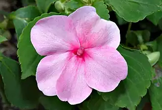 Sorte des Fleißigen Lieschens (Impatiens walleriana)