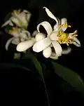 Blüte einer Meyer-Zitrone (Citrus ×meyeri ‘Improved’)