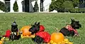 Die Haustiere des ehemaligen US-Präsidenten George W. Bush, Halloween 2007