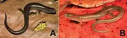 A Eremiascincus sp. 1 (USNM [CMD 365], SVL 66&nbsp;mm, TL 185&nbsp;mm) aus Maubisse, Gemeinde Ainaro, B Eremiascincus sp. 2 (USNM [CMD 474], SVL 51&nbsp;mm, TL 101&nbsp;mm) aus Lore I, Gemeinde Lautém