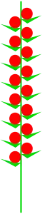 Ähre, Ährchen (nur 1–3 Blüten)