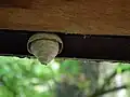 Insektennest