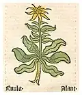 Herbarius moguntinus 1484