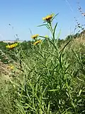 Schwert-Alant (Inula ensifolia), in Österreich gefährdet.