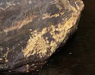 2025 Normandina pulchella
