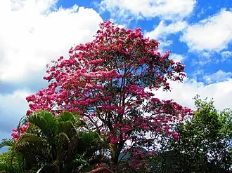 Lapacho-Baum