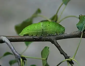 Raupe