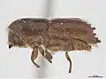 Borkenkäfer (Ips paraconfusus)
