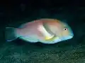 Choerodon azurio