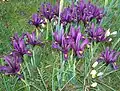Eine Gruppe violett blühender Zwerg-Iris
