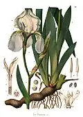 C. F. Schmidt 1859: Iris florentina[56]