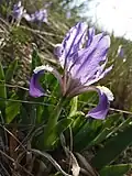 Zwerg-Schwertlilie (Iris pumila)