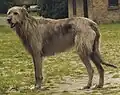 Irischer Wolfshund