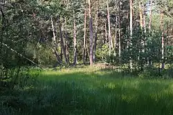 Irlhamer Moos
