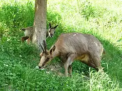 Gämse mit Kitz