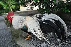 Shôkoku