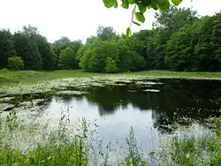 Der Isernhagen See in Calvörde