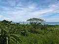 Vegetation auf Ishigaki im Süden der Nansei-Inseln