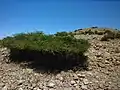 Cornical Periploca angustifolia.