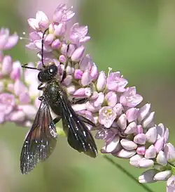 Isodontia auripes