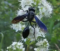Isodontia philadelphica