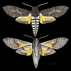Isognathus caricae